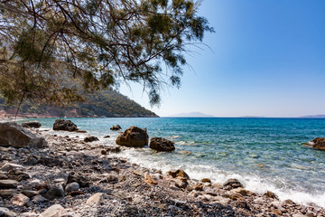 Rocky beach with tree branches
