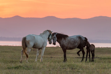 Fototapeta na wymiar Horses and beautiful sunset.Image is soft focus.Image have grain or noise.
