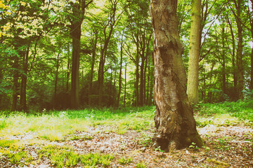 Obraz premium English woodland in the early morning sun