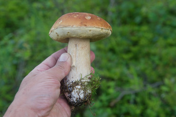 hand holding freshly picked mushroom 