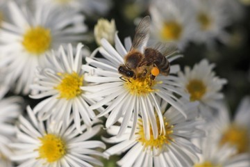 Obraz premium Bee with pollen bags