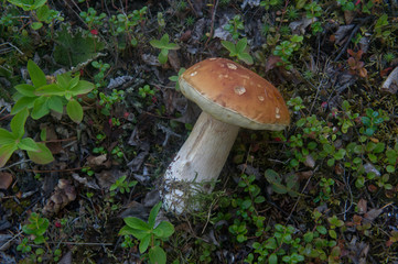 freshly picked mushroom 