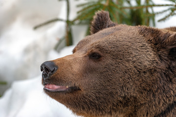Fototapeta na wymiar brown bear on the snow background
