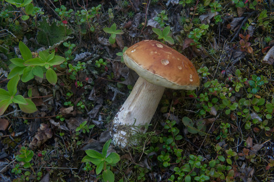 freshly picked mushroom 
