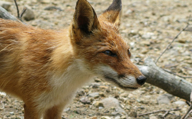 Portrait of the fox, Kunashir island, Kuril Russia