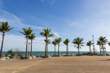 Obraz na płótnie Canvas coconut trees on the beach