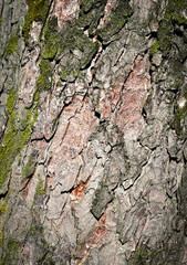 detail of the bark of an old tree