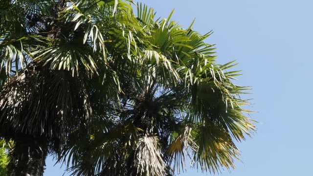 Green tropical Arecaceae Palmae plant branches against blue sky3840X2160 UltraHD video - Palm tree long leaves and crown on the wind close-up 4K 2160p 30fps UHD footage 