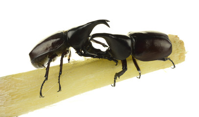 two of Rhinoceros beetle on sugar crane isolated white