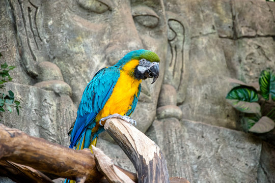 Blue-and-yellow macaw sitting on a branch 