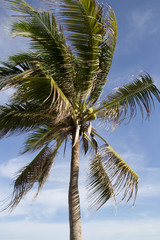 Fototapeta na wymiar coconut tree under blue sky
