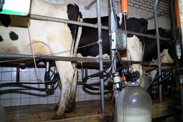 Cows standing in line to be milked