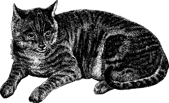 Vintage illustration cat