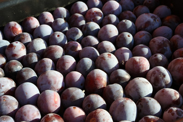 Freshly collected ripe blue plums organized in rows for transportation in the autumn garden