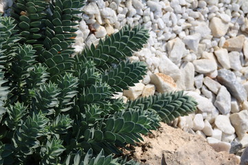 Spurge (Euphorbia myrsinites L., Euphorbiaceae) in the rocky garden