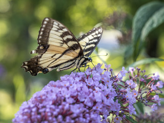 Eastern tiger swallowtail, Papilio glaucus