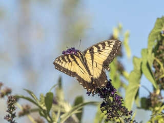 Eastern tiger swallowtail, Papilio glaucus