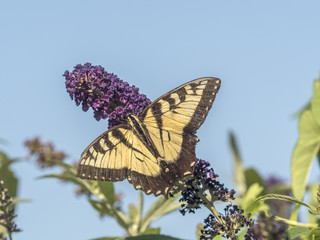 Eastern tiger swallowtail, Papilio glaucus