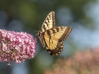 Obraz premium Eastern tiger swallowtail, Papilio glaucus