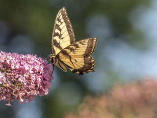 Eastern tiger swallowtail, Papilio glaucus