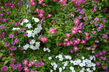 Catharanthus roseus flower in nature garden
