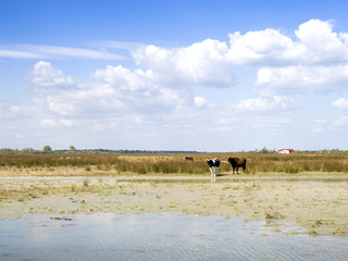 Obraz na płótnie Canvas Farm cows in the Danube Delta 