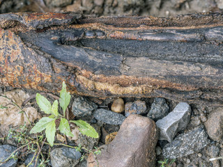 Logs and stones