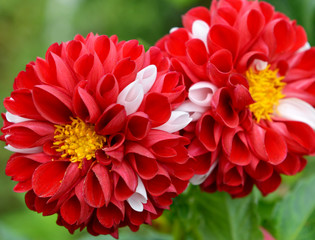 Two red dahlia flowers