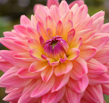 Close up of pink dahlia flower