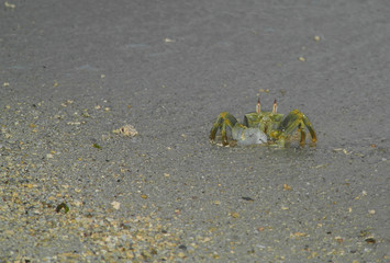 green crap on seychelles island