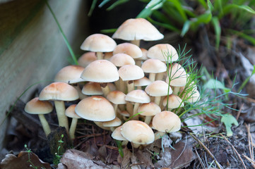 Honey fungus