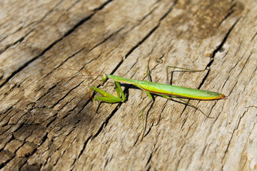 Praying mantis (Mantis religiosa)