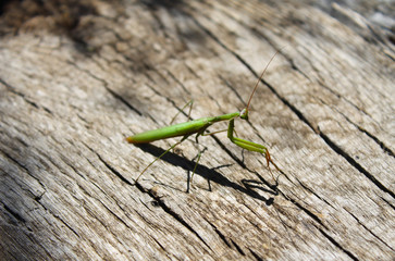 Praying mantis (Mantis religiosa)