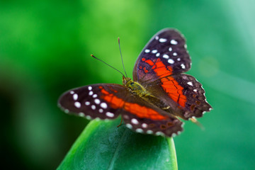 Fototapeta na wymiar Scarlet peacock butterfly