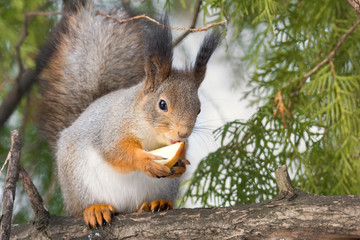 shows a squirrel on a tree