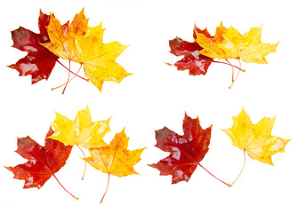 set of yellow, orange and red maple leaves isolated on white background
