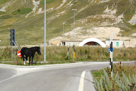 cavallo con prurito