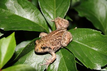Common spadefoot (Pelobates vespertinus Pallas, 1771) on the leaves of virginia creeper (Parthenocissus quinquefolia var. murorum) in the night summer garden