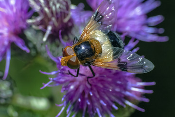 Fly