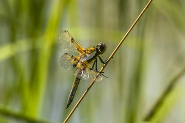 Dragonfly