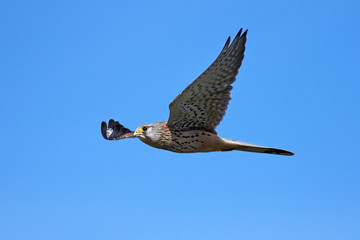 Common kestrel (Falco tinnunculus)