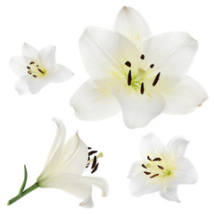Fototapeta na wymiar Lily isolated on white