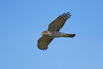 Eurasian sparrowhawk (Accipiter nisus)