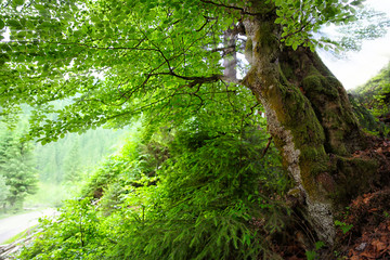 Fototapeta premium Big green tree in forest