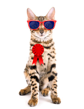 Cute cat with sunglasses and award ribbon on white background. USA holiday concept.