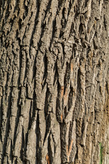The trunk and bark of an adult tree