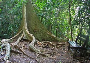 tree with amazing roots in Taman Negara, Malaysia