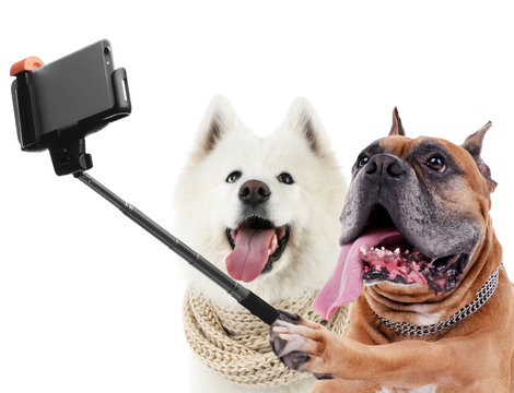 Funny dogs taking selfie on white background.