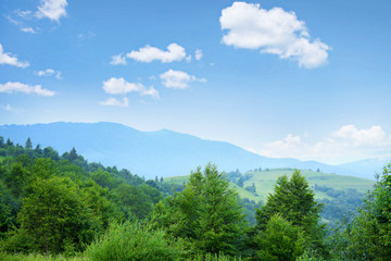 Fototapeta na wymiar Mountain forest and blue sky background