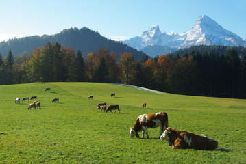 The Watzmann from the meadows of Berchtesgaden
